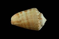 藏品(紅嬌鳳凰螺)的圖片